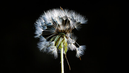 dandelion seed head