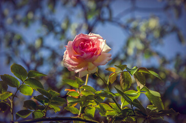 Obraz premium Soft pink rose blooming in the garden.