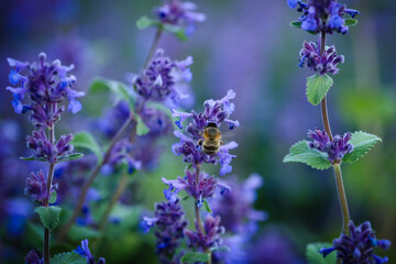 Lavender field in the evening. Macro photo.
