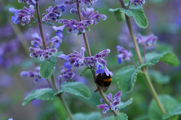 Lavender field in the evening. Macro photo.