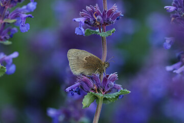 Lavender field in the evening. Macro photo.