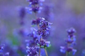 Lavender field in the evening. Macro photo.