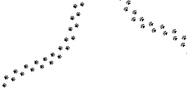 Paw vector foot trail print of bear. Teddy bear silhouette animal diagonal tracks for t-shirts, backgrounds, patterns, design, greeting cards, child prints and etc. It's brush, draw any tracks.