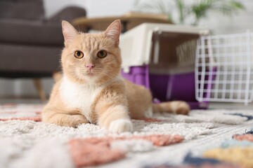 Cute cat and pet carrier on floor at home, selective focus