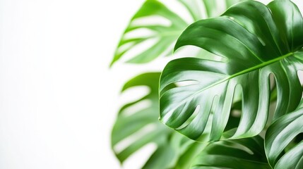 Fototapeta premium Green Monstera Leaf Close-Up on Bright White Background