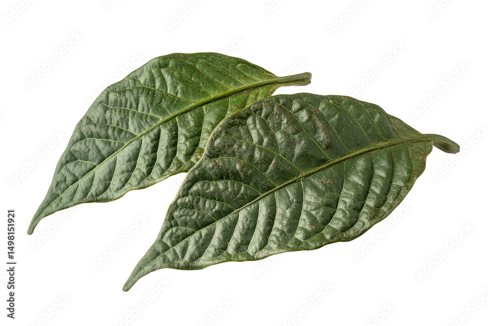 Poster close-up view of textured green leaves arranged on a white background highlighting their intricate v