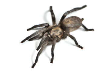 Closeup of a female of the Arabian tarantula Ischnocolus jickelii from Oman, photographed on white background.