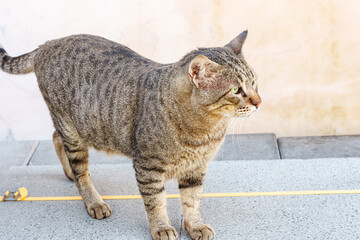 Striped cat walking. High quality photo