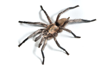 Closeup of a male of the Arabian tarantula Ischnocolus jickelii from Oman, photographed on white background.