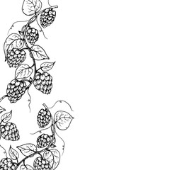 Vector common hop frame, logo, template. Graphic ink, eco, organic Humulus lupulus branch with leaves and cones illustration isolated on background. Hand drawn line sketch. For designers, prints, logo