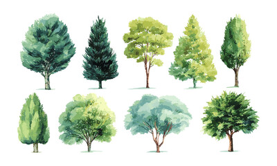 Green watercolor tree collection vector illustration isolated on white background, elements for botanical garden, landscape architecture, environment design, nature section in spring season.