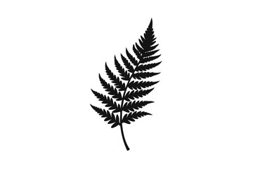 fern leaf isolated on white