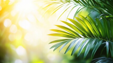 Obraz premium Lush Green Palm Leaves with Gentle Sunlight Background