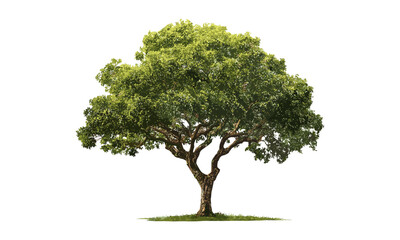 Obraz premium Isolated old tree on white background, lush green leaves, side view perspective, vector illustration, forest theme, park greenery, nature concept, eco friendly design, cutout.