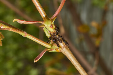Symbiosis of ants and aphids. The ant tickles the aphid with its antennae, and it secretes a drop...