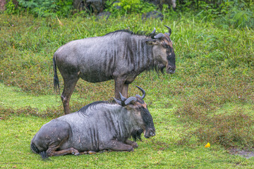 Wildebeests laying down and grazing on grassland, Image shows two large animals grazing on the wet ground after a downpour
