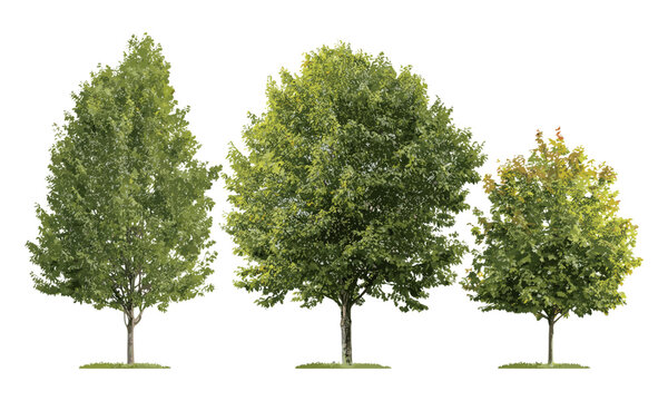Vector illustration of summer street trees, Chestnut, Quercus rubra, maple, platanus, isolated cutout, medium and small tree elements, urban foliage, landscape design, greenery concept.