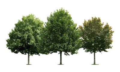 Vector illustration of small and medium isolated trees, street summer trees including Chestnut, red oak, maple, platanus, cutout design, urban landscape greenery, nature elements, eco backdrop.
