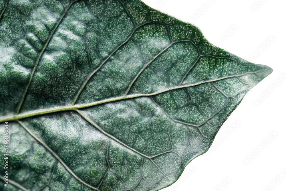 Poster Close-up view of a textured green leaf showcasing its natural details and vibrant color against a transparent background