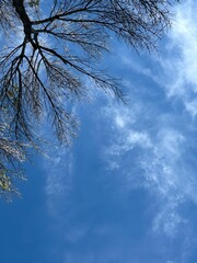 Leafless tree branches against clear blue sky