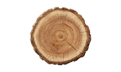 Felled tree cross-section, trunk slice with rings, stump texture, vector illustration, nature wood pattern, forest detail, tree cut bark, timber circle, png.