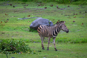 Lone zebra in the grasslands, Image shows a single striped zebra crossing over some wet grasslands after a down pour