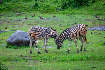 Pair of zebras playing in the grassland, Image shows two zebras together on the wet grassland after a downpour