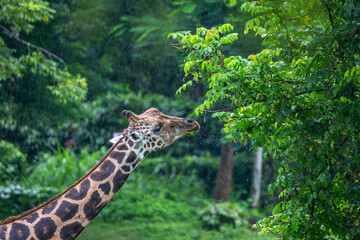 Giraffe in Bali, Image shows a 7 year old male giraffe at a safari park in Bali on a wet day during wet season can be seen using his tongue to eat the vegetation off the trees