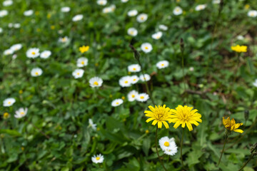 Close-Up of a Yellow Wildflower in a Sunny Meadow. Landscape for nature lovers, travel websites, or background for relaxation and tranquility. High quality photography