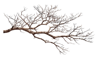 Fototapeta premium Isolated tree branch on white background, vector illustration, natural wood limb, botanical detail, forest nature element, garden twig, autumn branch, rustic plant.