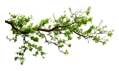 Tree branch isolated on white background, nature element, botanical illustration, vector illustration, forest twig, natural design, garden plant detail, seasonal branch.