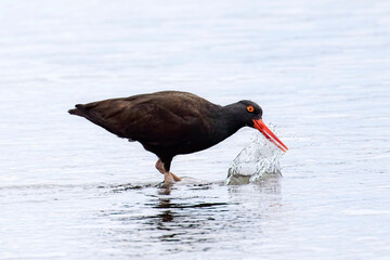 Black oyster catcher makes a splash with its beak.