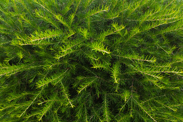 Close-up of a Grevillea shrub (Grevillea Juniperina) showcasing vivid green foliage, a hardy Australian native ideal for Mediterranean gardens and tropical landscapes