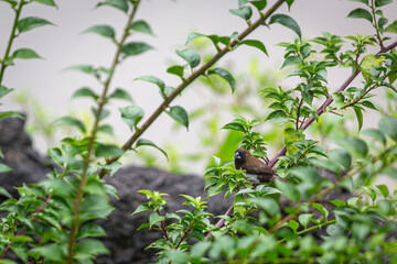 Chestnut munia in a tropical tree in Bali on a cloudy day, Image shows the small bird in the leaves of a tree