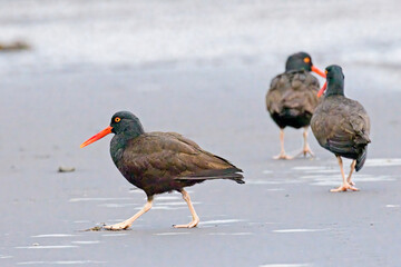  Oyster catcher walking away from others.