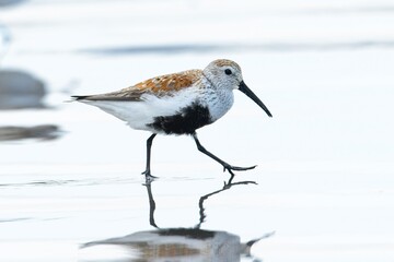  Cute Dunlin walking on the beach.