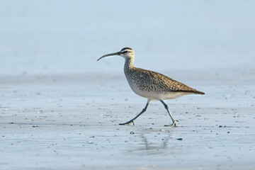  Whimbrel bird walks on the beach.