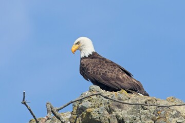  Side profile of a majestic bald eagle.