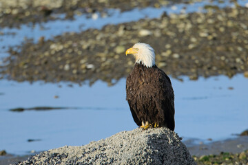  Bald eagle perched on a large rock.