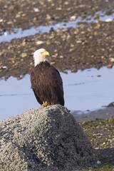  Portraiture of perched bald eagle.