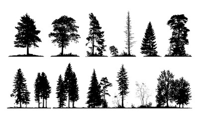 Coniferous forest silhouette, isolated tree on white background, pine tree outline, nature landscape, vector illustration, wilderness scene, evergreen trees, outdoor environment.