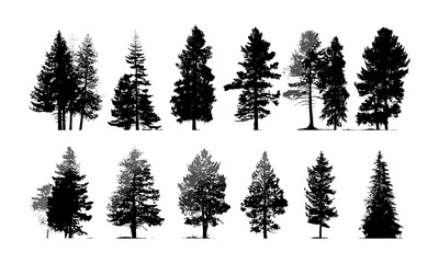 Coniferous tree silhouette, isolated pine tree on white, forest nature scene, vector illustration, outdoor environment, evergreen flora, woodland landscape, natural wilderness setting.