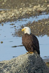  Adult bald eagle standing on a large rock.