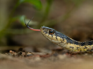 Common Garter Snake Extreme Close Up