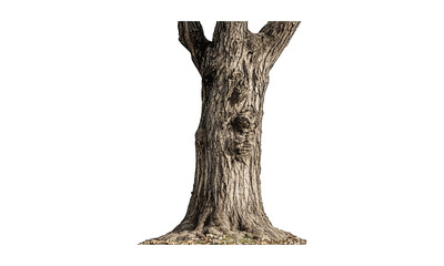 Tree trunk isolated on cutout, bark pattern, wood surface texture, natural element, forest nature, rustic wood detail, tree silhouette, vector illustration, botanical texture, ecology design.