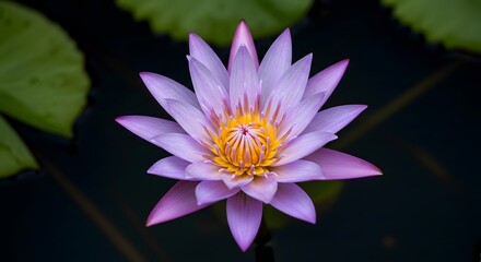 Captivating Close-Up of a Vibrant Purple Water Lily with Golden Center, Surrounded by Green Lily Pads in a Tranquil Pond Setting - A Symbol of Beauty and Serenity