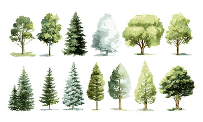 Fototapeta premium Watercolor Evergreen Trees, Green Leaves, Tree Silhouettes, Vector Illustration, Forest Plants, Garden Trees, Outdoor Nature, Woodland Flora, Landscape Design.
