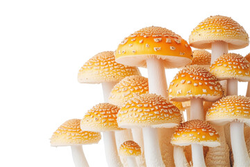 Obraz premium Colorful mushrooms with orange caps and textured surfaces growing together in a natural setting under soft lighting