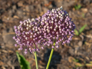Close-up of onion inflorescences