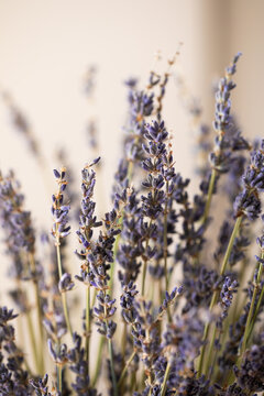 close up of lavender flowers